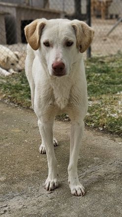 Nizza, geb. ca. 08/2022, lebt in GRIECHENLAND, im städt. Tierheim Serres