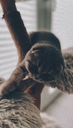 BKH 9 Monate / weiblich