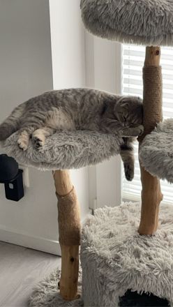 BKH 9 Monate / weiblich