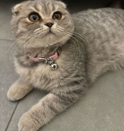 BKH 9 Monate / weiblich