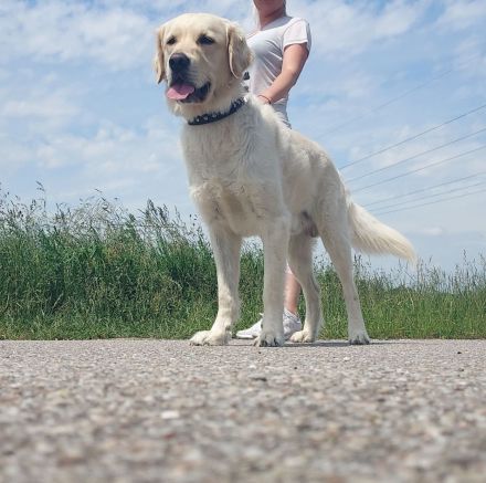 Wunderschöne Golden Retriever Welpen