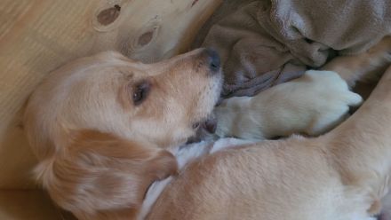 Wunderschöne Golden Retriever Welpen