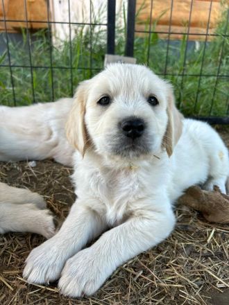 Wunderschöne Golden Retriever Welpen