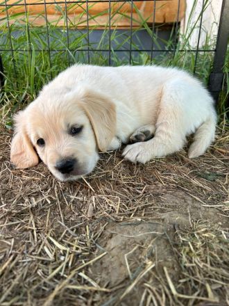 Wunderschöne Golden Retriever Welpen