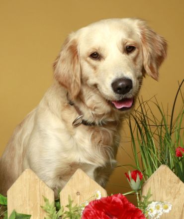 Wunderschöne Golden Retriever Welpen