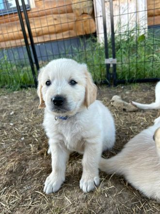 Wunderschöne Golden Retriever Welpen