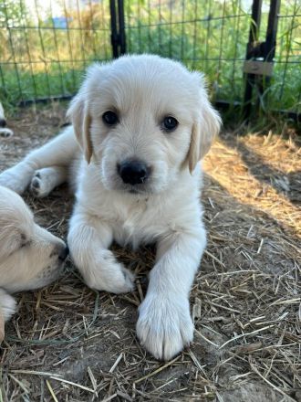 Wunderschöne Golden Retriever Welpen