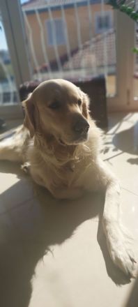 Wunderschöne Golden Retriever Welpen