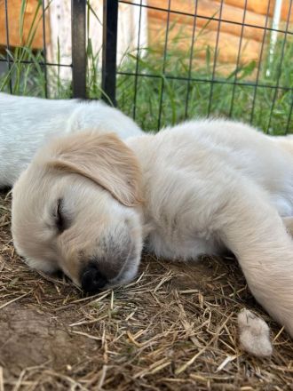 Wunderschöne Golden Retriever Welpen