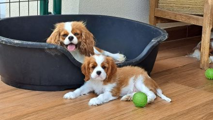 Cavalier babys