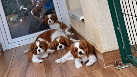 Cavalier babys