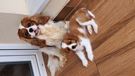 Cavalier babys