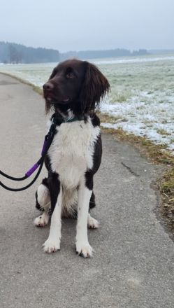 Kleine Münsterländer Welpen