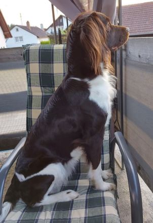 Kleine Münsterländer Welpen