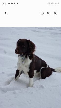 Kleine Münsterländer Welpen