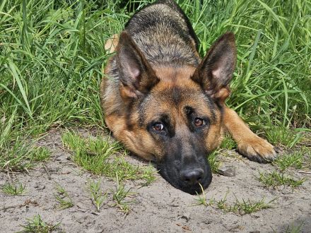 Deutsche Schäferhündin