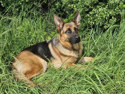 Deutsche Schäferhündin