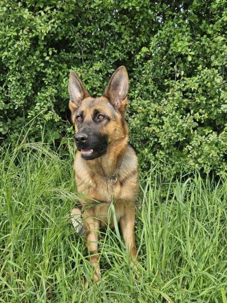 Deutsche Schäferhündin