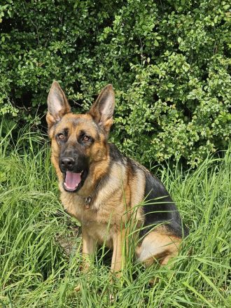 Deutsche Schäferhündin