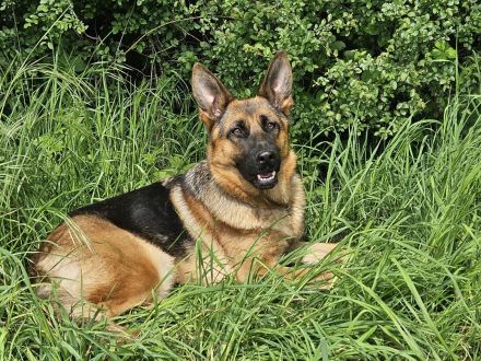 Deutsche Schäferhündin