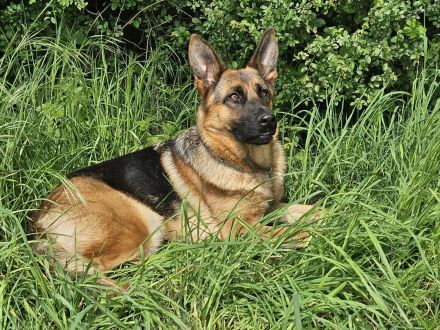 Deutsche Schäferhündin