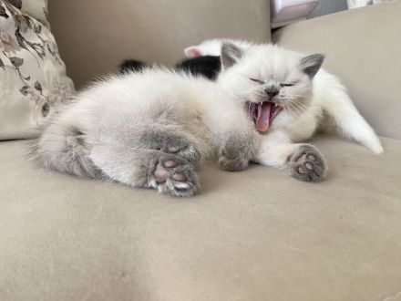 Britisch Kurzhaar Katzenbabys