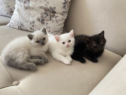 Britisch Kurzhaar Katzenbabys