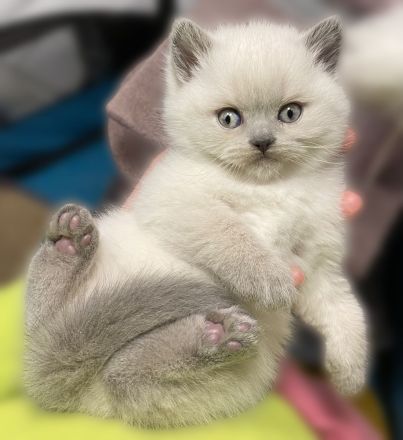 Britisch Kurzhaar Katzenbabys