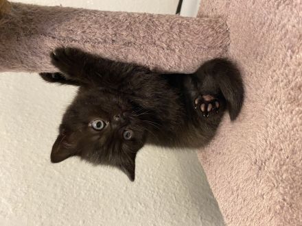 Britisch Kurzhaar Katzenbabys