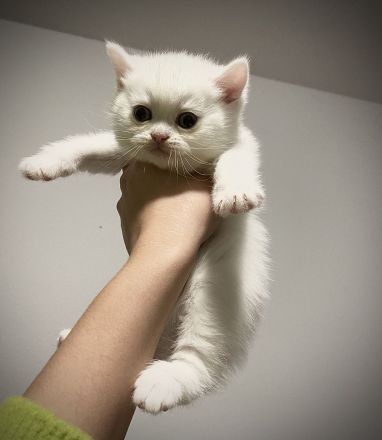 Britisch Kurzhaar Katzenbabys