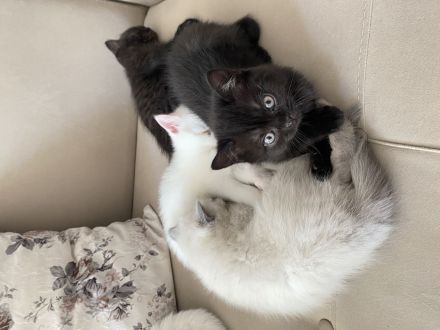 Britisch Kurzhaar Katzenbabys