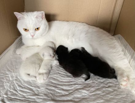 Britisch Kurzhaar Katzenbabys