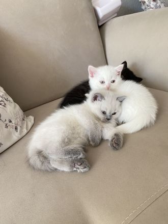 Britisch Kurzhaar Katzenbabys