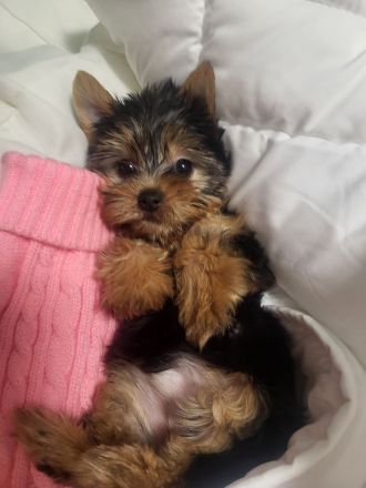 Neues Zuhause wird gesucht