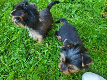 Neues Zuhause wird gesucht