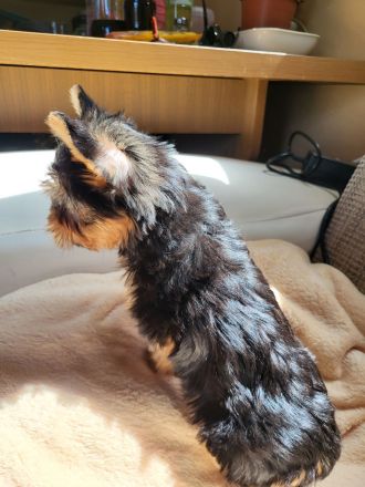 Neues Zuhause wird gesucht