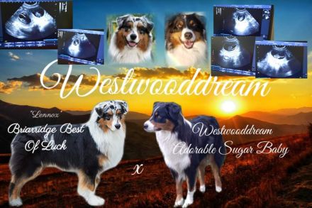 Wir erwarten Australian Shepherd Welpen