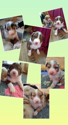 Wir erwarten Australian Shepherd Welpen