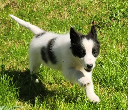 Border collie Australien shepherd Welpen