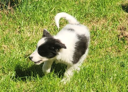 Border collie Australien shepherd Welpen