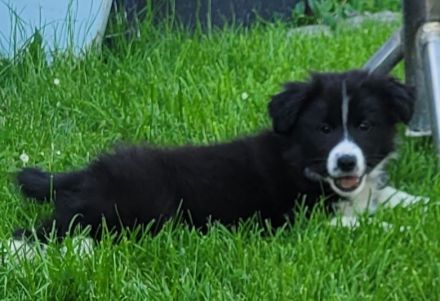 Border collie Australien shepherd Welpen