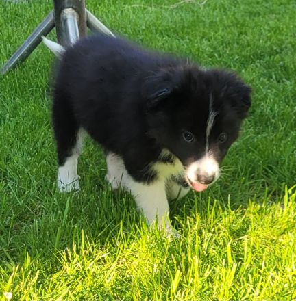 Border collie Australien shepherd Welpen