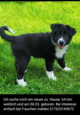 Border collie Australien shepherd Welpen