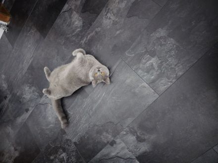 Bkh katze grey liebevoll