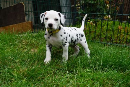 Deluxe von Hasselbusch