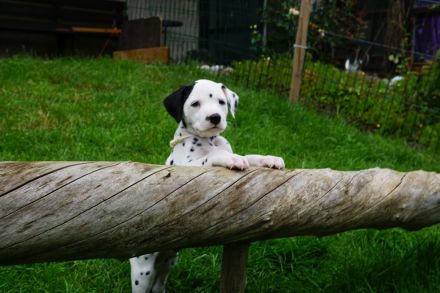 Deluxe von Hasselbusch