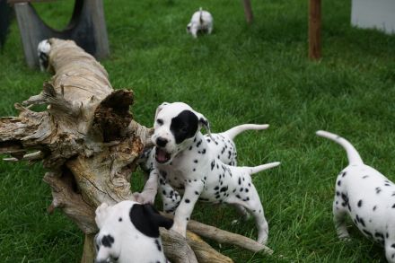 Deluxe von Hasselbusch