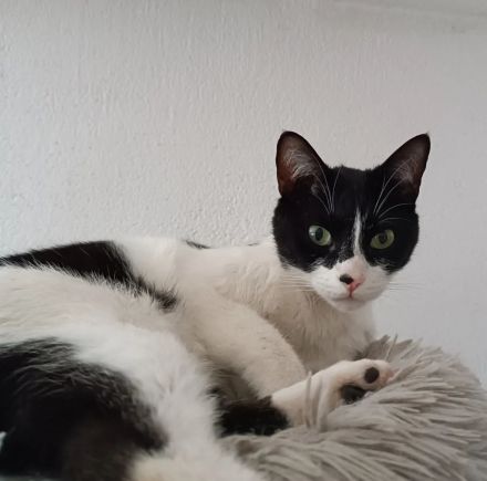 Vito - sehr verspielt, anhänglich und gesprächig