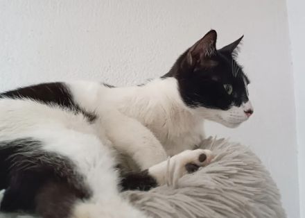 Vito - sehr verspielt, anhänglich und gesprächig