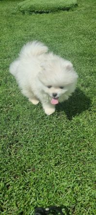 Pomeranian, Zwergspitz, Spitz